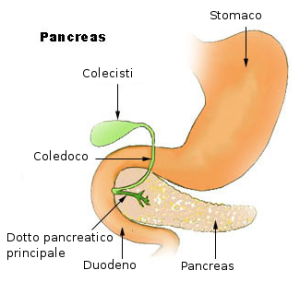 pancreas